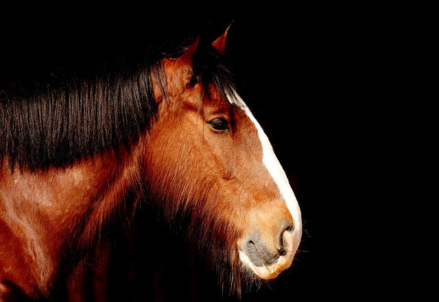 Head shot of a shire horse