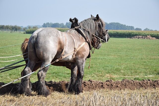 Draft horse ploughing a field