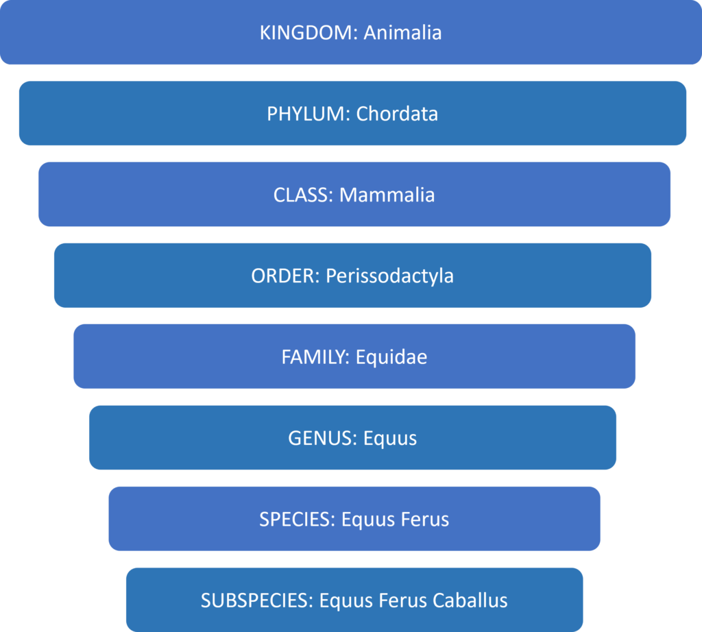 Scientific Classification for the horse / Equus Ferus Caballus