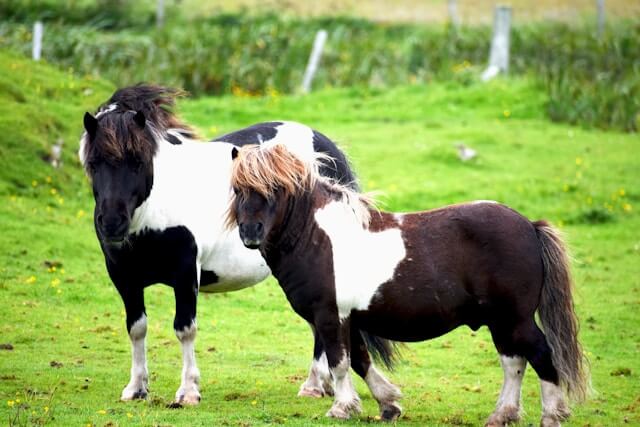 Shetland horse