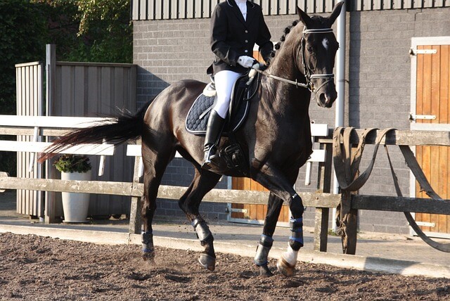 A warmblood being ridden for dressage