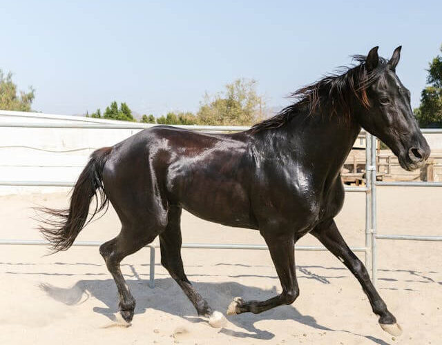 A black horse glistening with sweat moving in an arena