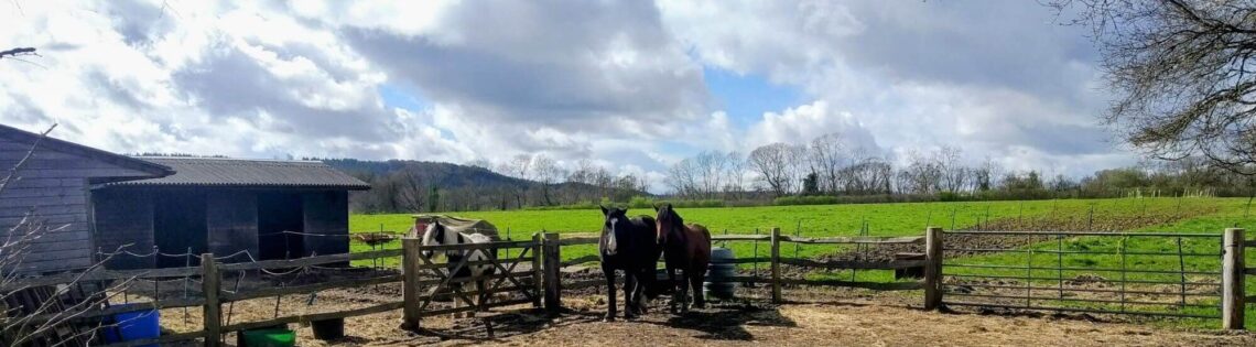 3 horses standing in a paddock