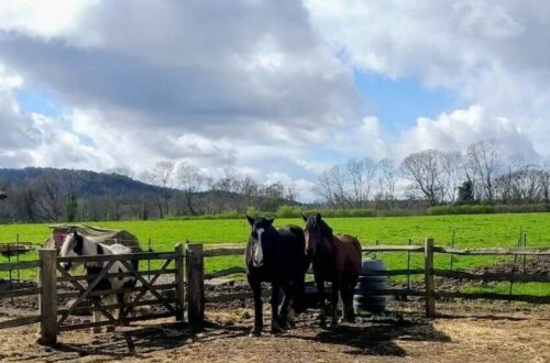 3 horses standing in a paddock