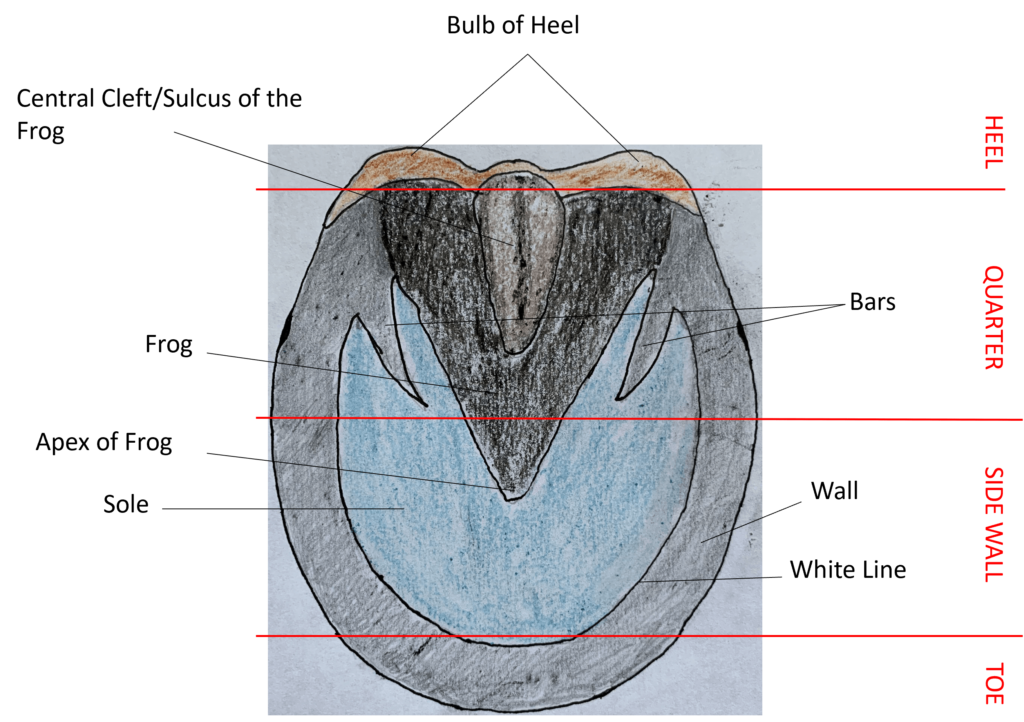 Diagram of the underside of a horse's hoof