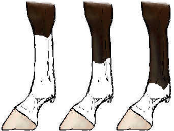 Diagram showing stocking, sock, and fetlock markings on a horse's leg