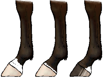 Diagram showing coronet, pastern, and heel markings on a horse's leg