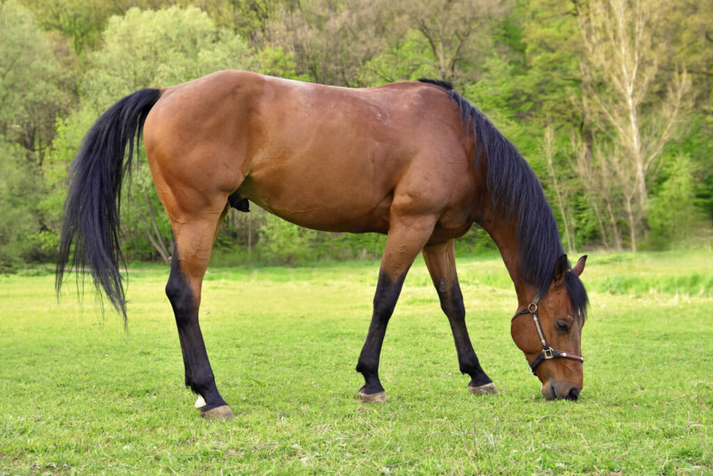 Bay horse grazing with black points of colour on mane, lower legs, tail, and rim of ears clearly showing