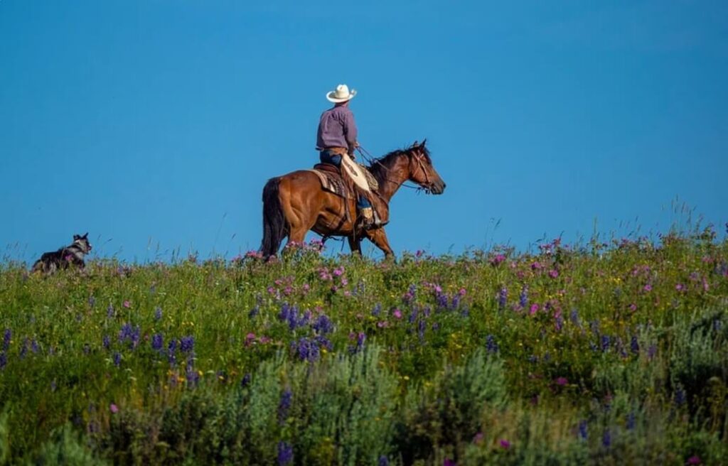 A man in Western gear riding outside on top of a hill with his dog following close by