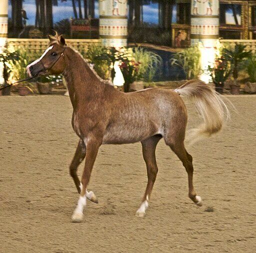 An Arabian rabicano horse