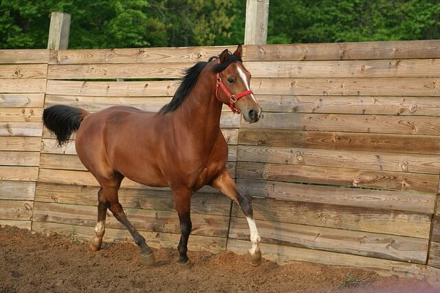 A bay horse moving in an arena