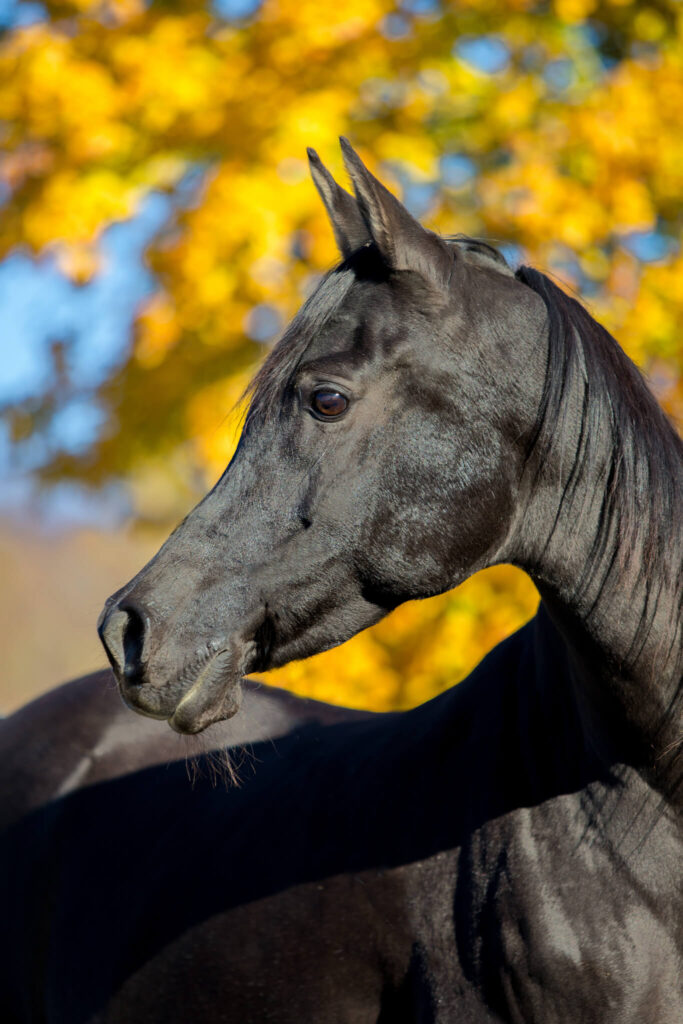 A black Arabian horse