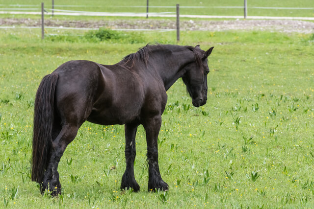 A black horse standing in a meadow