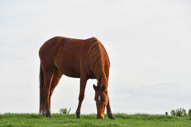 A chestnut horse grazing