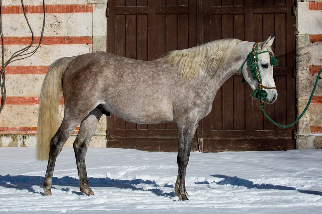 A grey horse facing right