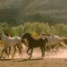 Horses of various colours running together