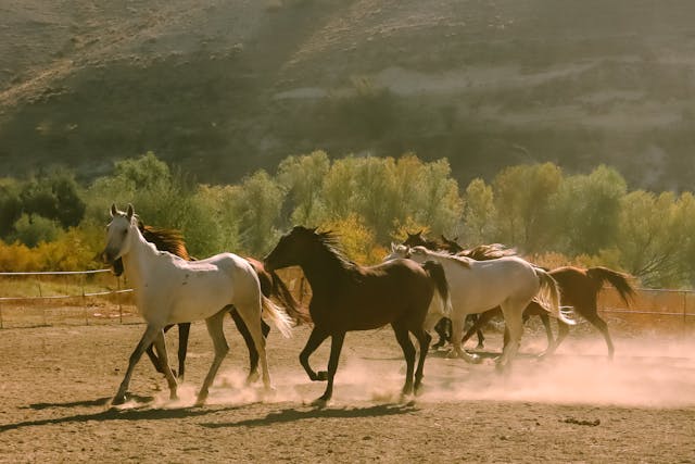 Horses of various colours running together