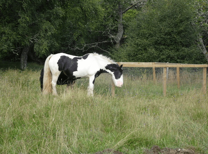 A piebald horse