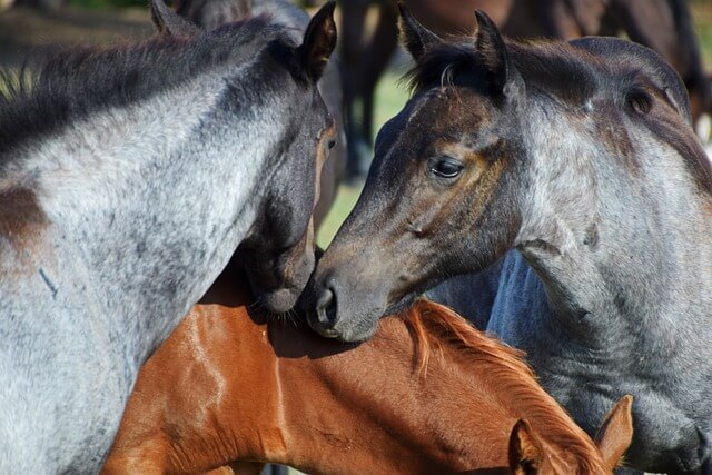 Two roan horses with their heads together over a chestnut horse