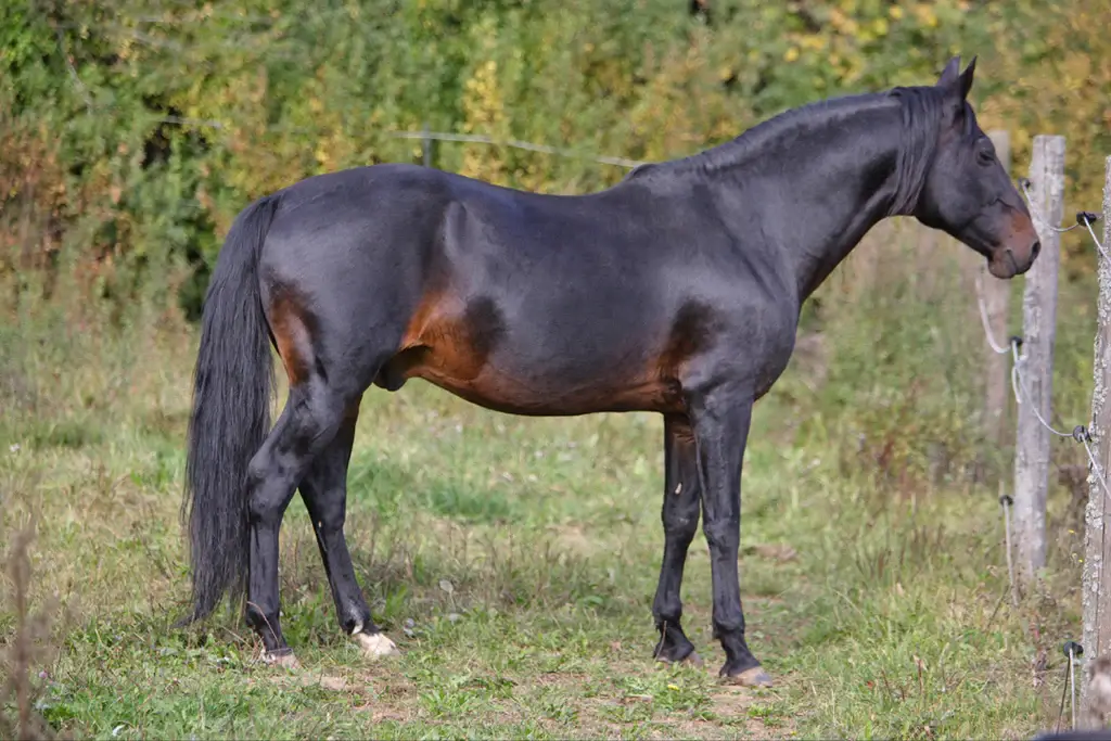 A seal brown horse