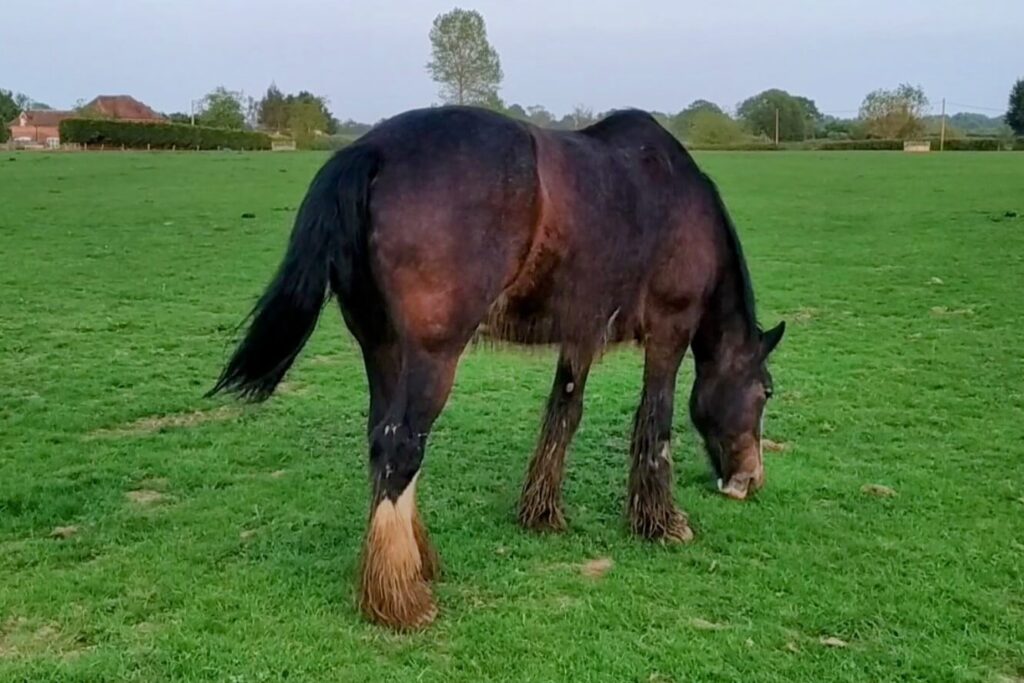 A shire horse with sooty countershading