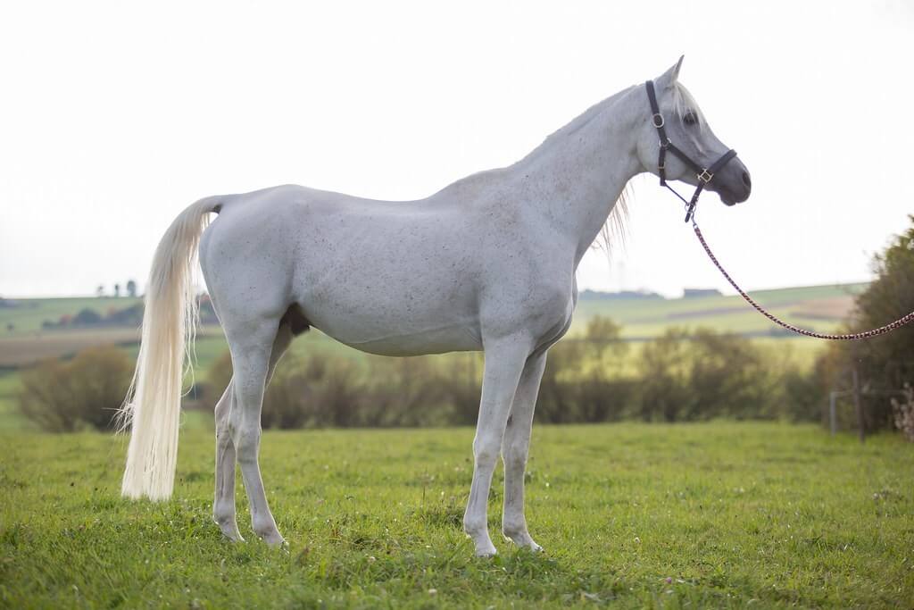 A white horse standing in a field