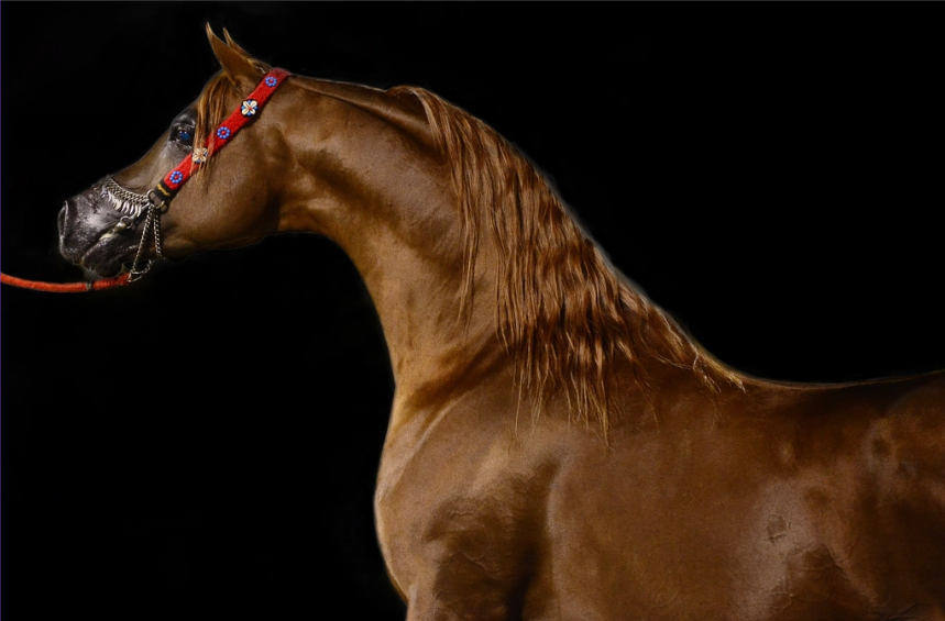 Neck of an Arabian horse