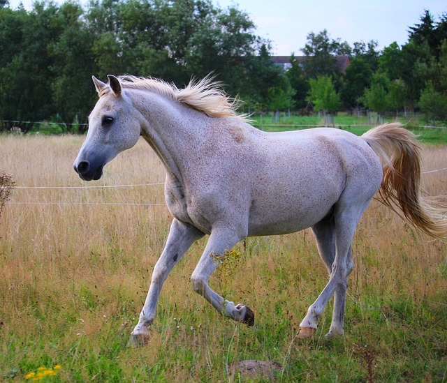 Arabian horse moving through a field showing a short and strong back