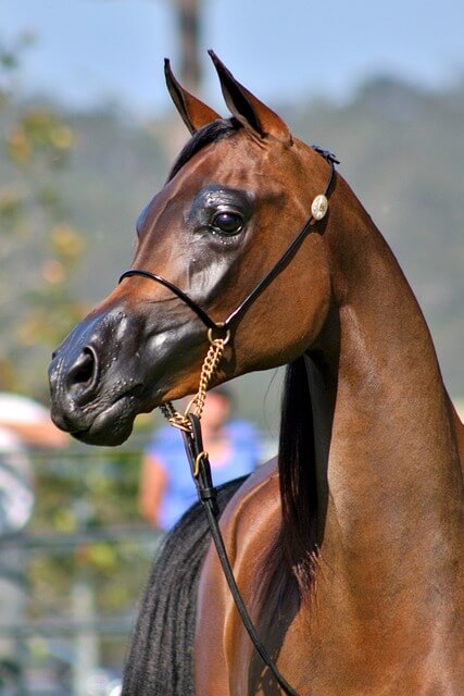 Arabian horse showing the head shape