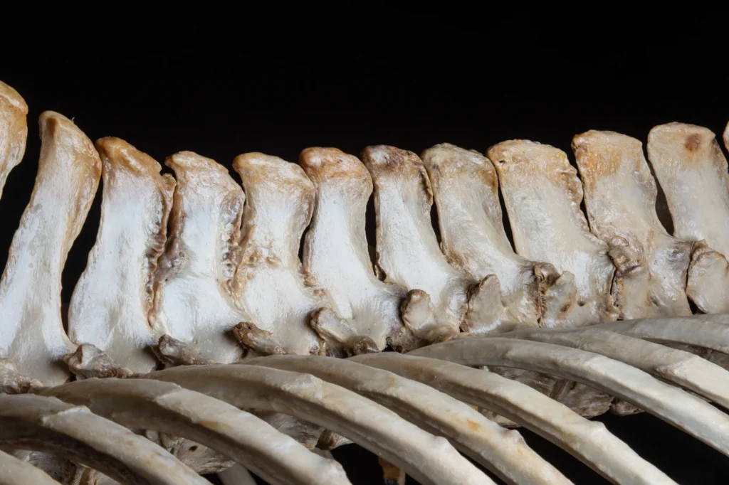 Part skeleton of a horse showing ribs and lumbar vertebrae