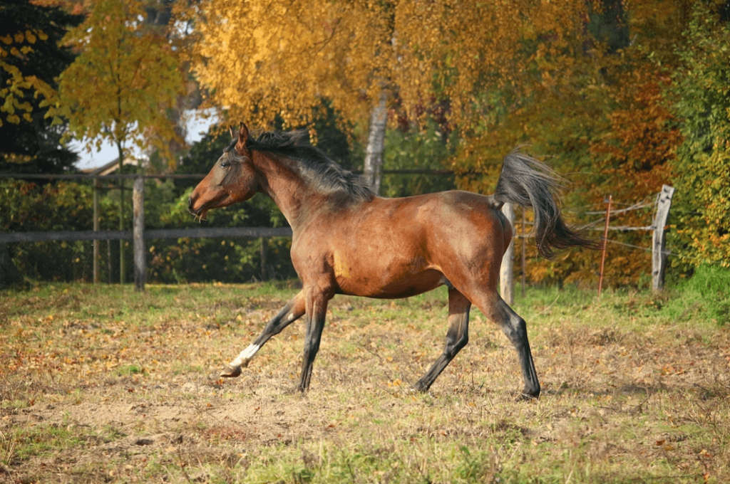 Horse moving with with high tail carriage